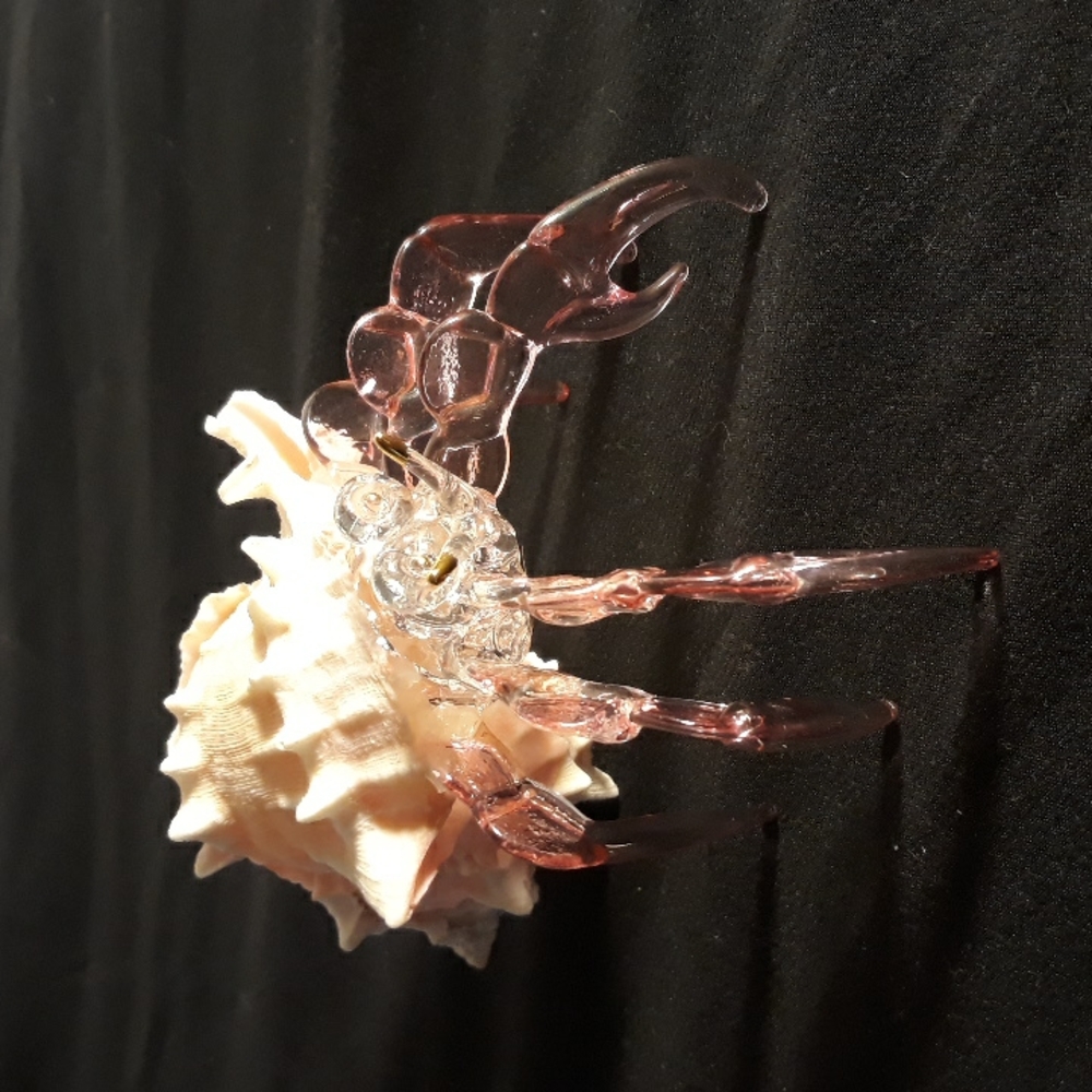 Stockam crystal pink glass murex ramsous shell hermit crab.